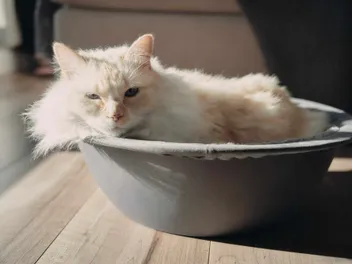 8 Best Self-Warming Cat Beds in 2026 - Reviews & Top Picks