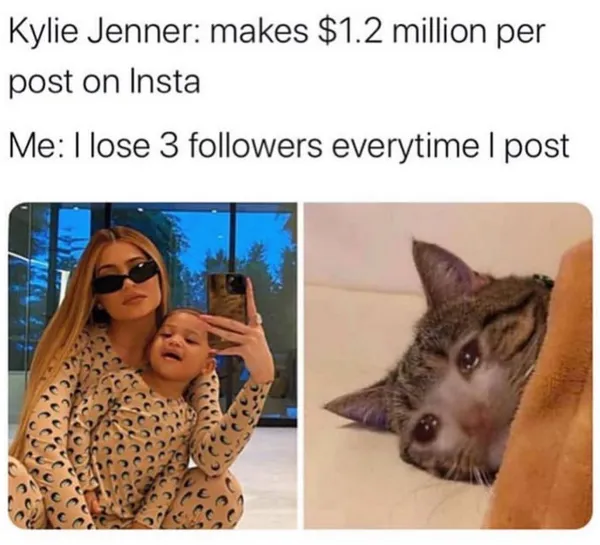 Social Media Mogul Cat