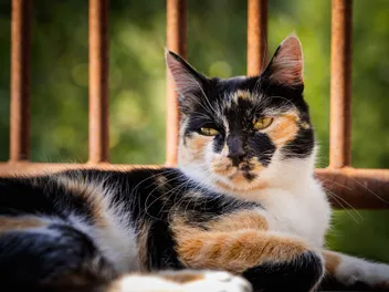 How Rare Are Calico Cats? Vet-Verified Genetic Insights