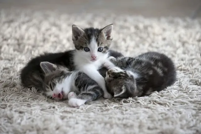 How to Bathe Your Kitten: 5 Vet-Approved Steps (With Video)