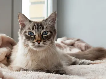 15 Common Cat Myths That Need to Be Debunked (Vet-Verified)