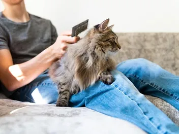 Senior Cat Grooming: Vet Approved Facts & Tips