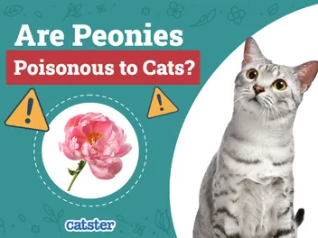 Are Peonies Poisonous to Cats? Vet-Verified Risks & Safety Tips