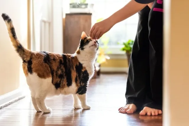 Why Is My Cat Only Eating Treats and Not Their Food? 4 Likely Reasons