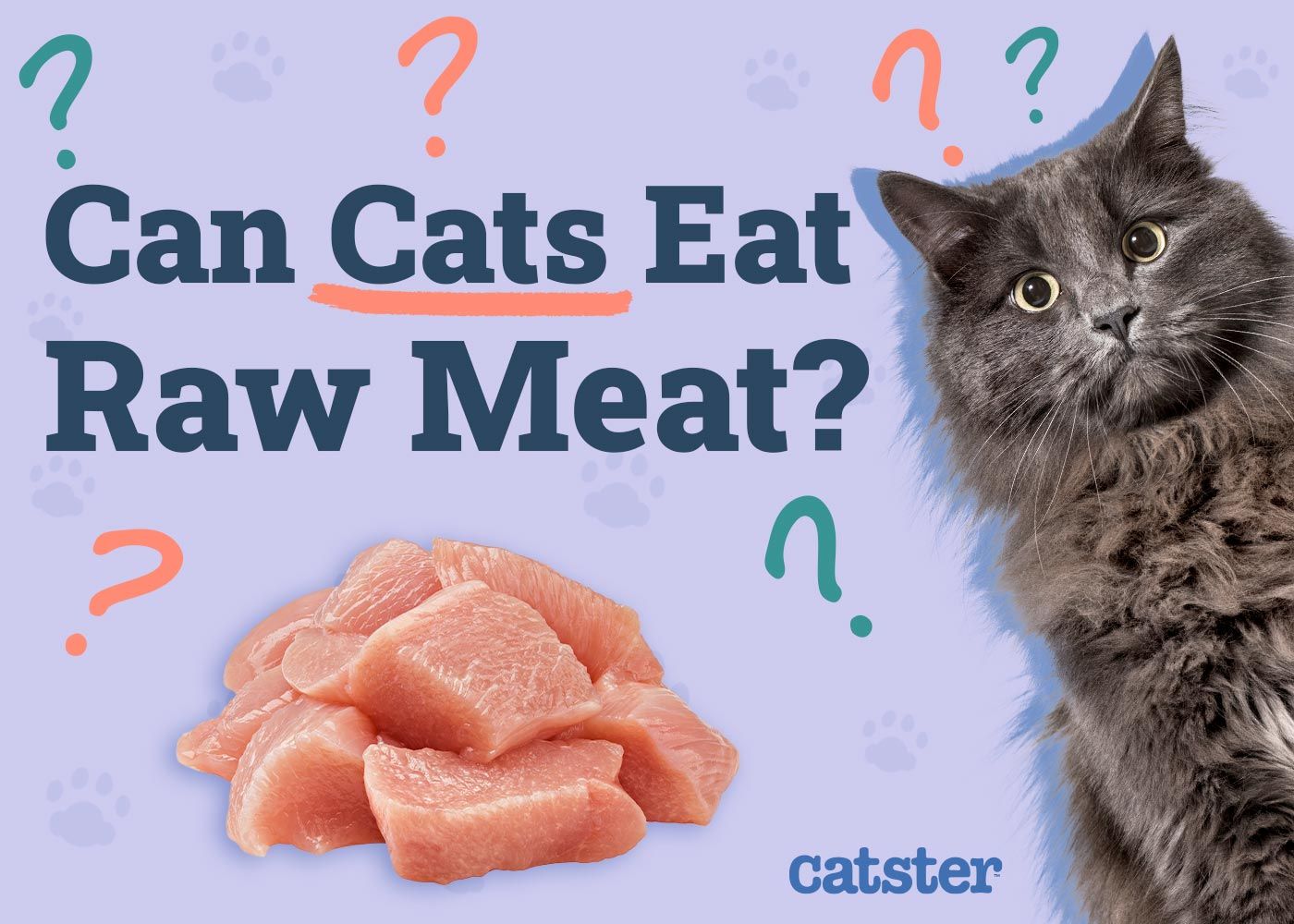 Can Cats Eat Raw Meat
