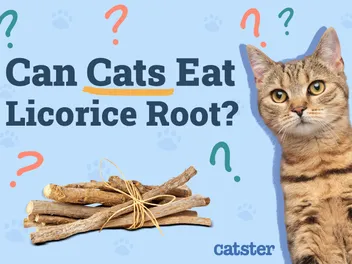 Can Cats Eat Licorice Root? Vet Approved Nutrition Advice