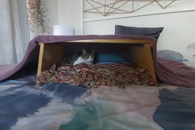 Milly's First Days In Cape Town: Helping a Cat Settle Into a New Home