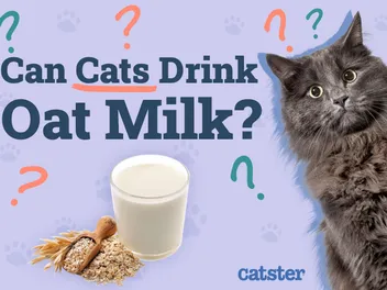Can Cats Drink Oat Milk? Vet-Reviewed Facts & Safety Guide