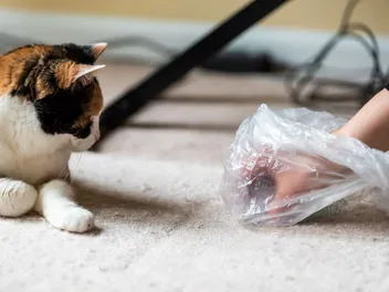 Do Cats Revenge Poop? Vet-Reviewed Behavior Facts