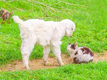 Can Cats Catch Diseases from Goats? Vet-Verified Facts & Prevention Tips