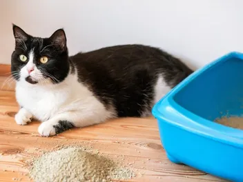 Why Do I Need to Clean My Cat's Litter Box? 10 Vet Reviewed Reasons & Cleaning Tips