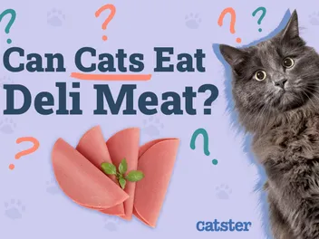 Can Cats Eat Deli Meat (Lunch Meat)? Vet-Verified Facts & FAQ