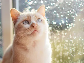 Cat Ear Language: What Feline Body Language Can Tell You (With Examples)