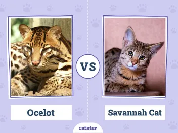 Ocelot vs Savannah Cat: How Are They Different? (With Pictures)
