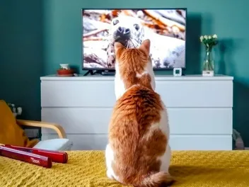 Can Cats Watch Baby Sensory Videos? Is It Good for Them? (Vet-Reviewed)