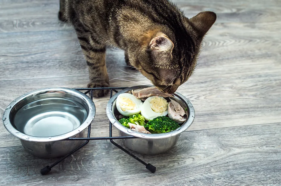 tabby cat eating fresh food