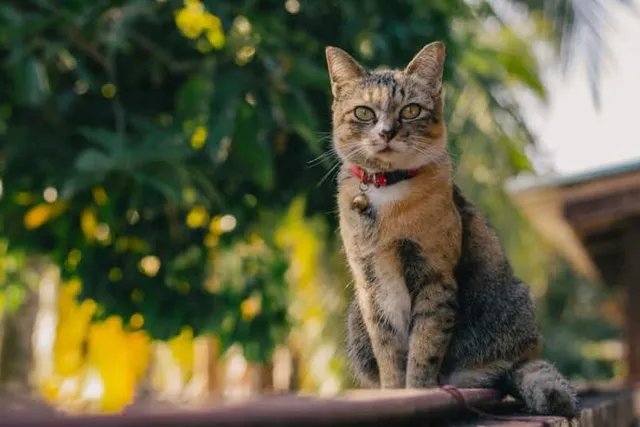How To Open a Breakaway Cat Collar in 4 Simple Steps