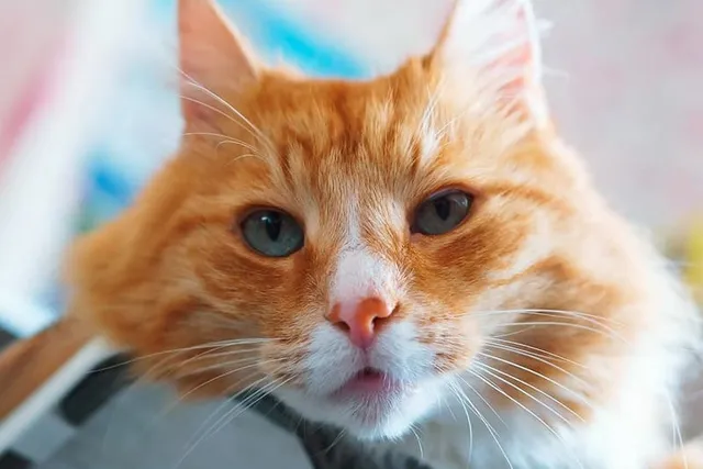 Pneumonia in Cats: Causes, Signs & Care (Vet-Approved Explanation)