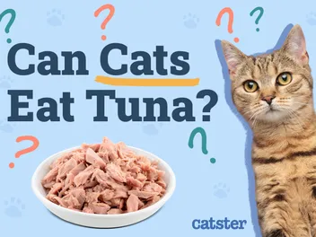 Can Cats Eat Tuna? Vet-Reviewed Nutrition Facts & FAQ