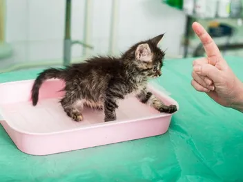 How to Potty Train a Kitten: Vet-Approved Tips & Tricks