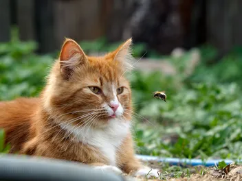 Cat Stung by Bee or Wasp? Our Vet Explains What To Do