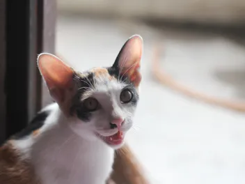 How to Stop Your Cat From Meowing at the Door in the Morning: 5 Vet-Verified Ways