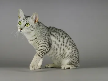 Egyptian Mau Price: Average Cost Guide 2026