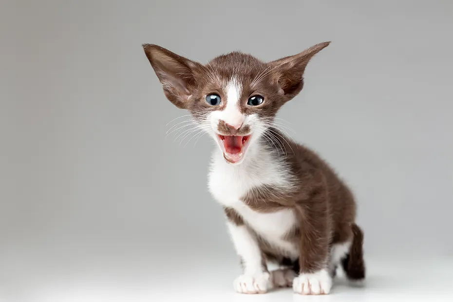 bicolor oriental cat kitten