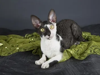 6 Types of Cornish Rex Cats: Colors, Breeds & Patterns (With Info & Pictures, Vet-Reviewed)