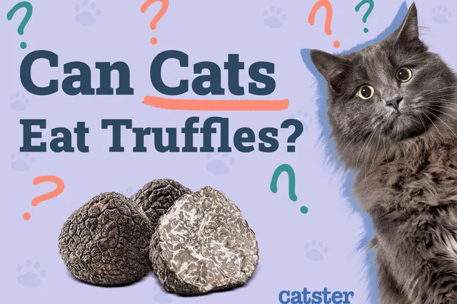 Can Cats Eat Truffles? Vet-Reviewed Facts & FAQ