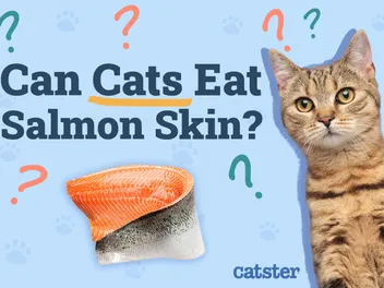 Can Cats Eat Salmon Skin? Vet Reviewed Facts & Health Guidelines