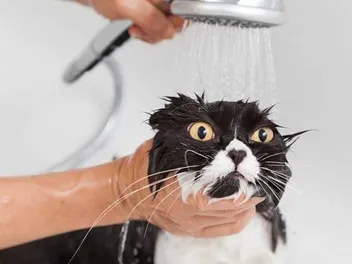 Why Do Cats Hate Water? 5 Vet-Verified Possible Reasons