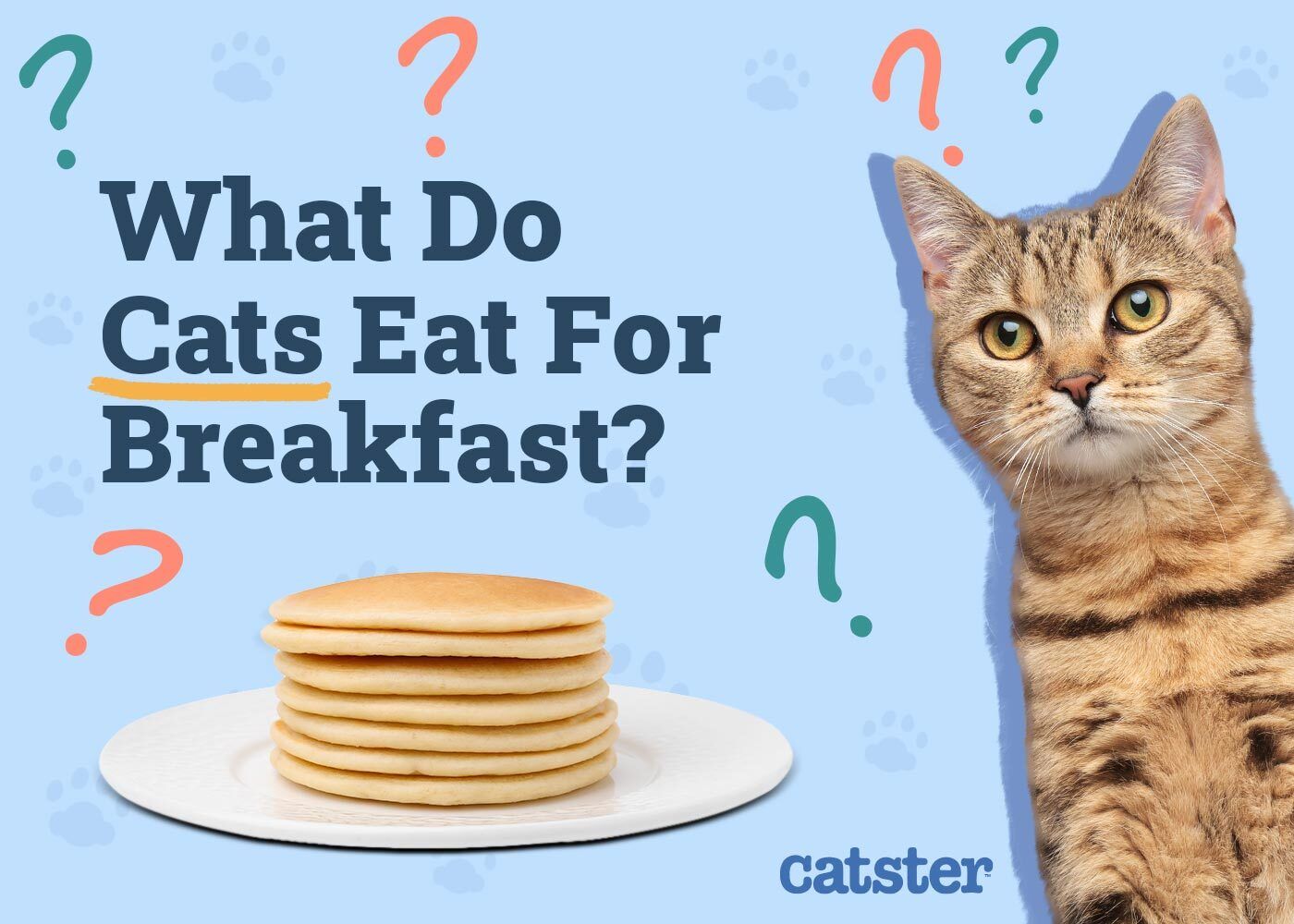 What Do Cats Like to Eat for Breakfast