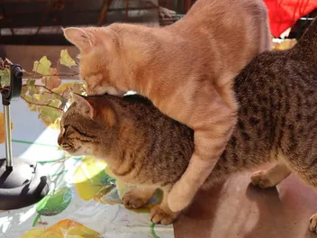 Can Cats Be Gay, Bisexual, or Lesbian? Vet Reviewed Feline Sexuality Facts