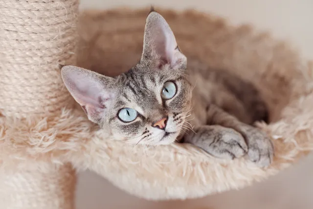 25 Essential Products to Spoil Your Cat (2026 Update)