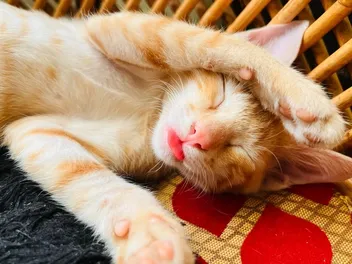 Why Do Cats Stick Their Tongue Out While Sleeping? 4 Vet-Reviewed Possible Reasons