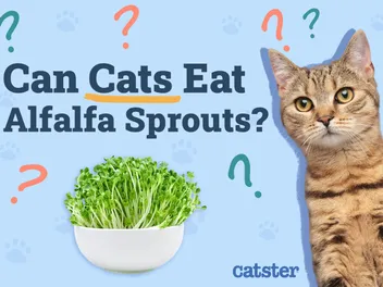 Can Cats Eat Alfalfa Sprouts? Vet-Approved Benefits & Advice