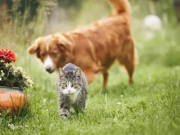 Why Do Dogs Chase Cats? Myths, Possible Causes & Vet-Approved Solutions