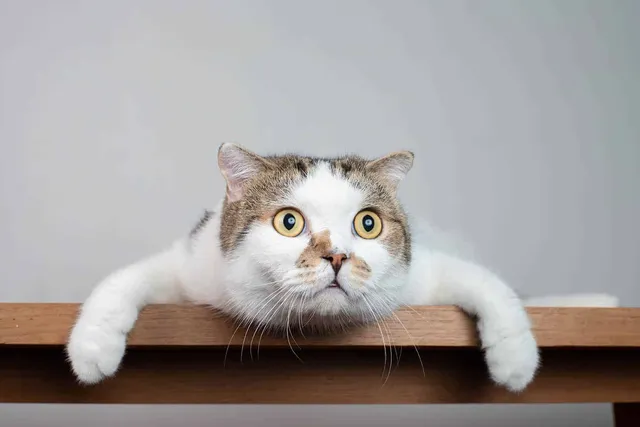 Can Cats See Ghosts, Spirits, & the Supernatural? (Vet-Reviewed)