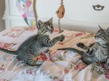 Why Is My Kitten So Hyper? 8 Vet-Reviewed Reasons for This Behavior