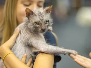 Are Lykoi Cats Hypoallergenic? Vet Reviewed Facts & FAQs