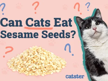 Can Cats Eat Sesame Seeds? Vet Approved Nutrition Advice