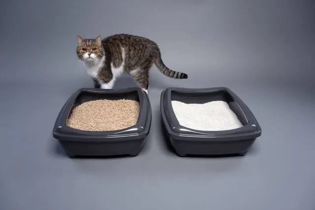 How Many Litter Boxes Per Cat Should I Have In My Home? Vet-Approved Info & Tips