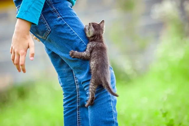 Why Does My Kitten Climb Me Like a Tree? 6 Vet-Reviewed Reasons & How to Stop it