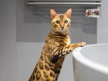 Do Bengal Cats Like Water? Vet-Reviewed Facts & Ancestry