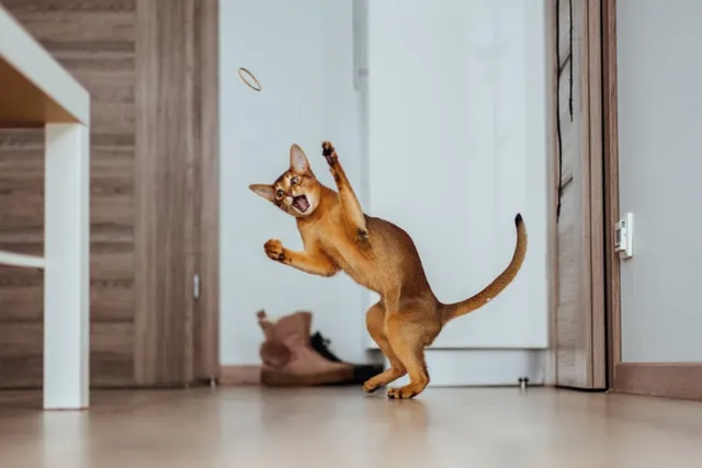 Do Cats Dance? How to Teach Your Cat to Boogie