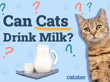 Can Cats Drink Milk? Vet Approved Nutrition Facts & FAQ