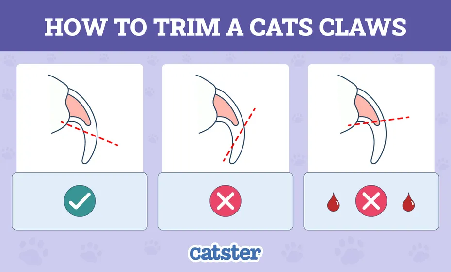 How to Clip a Cats Nails