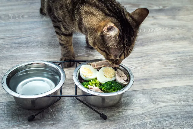What Can Cats Eat Besides Cat Food? Vet-Verified Nutrition Guide