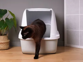 My Cat Is Suddenly Pooping a Lot: Our Vet Discusses What's Normal